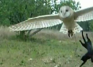 Cat and owl friendship