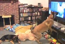 Dog Has The Best Reaction