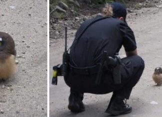 Police conversation baby owl