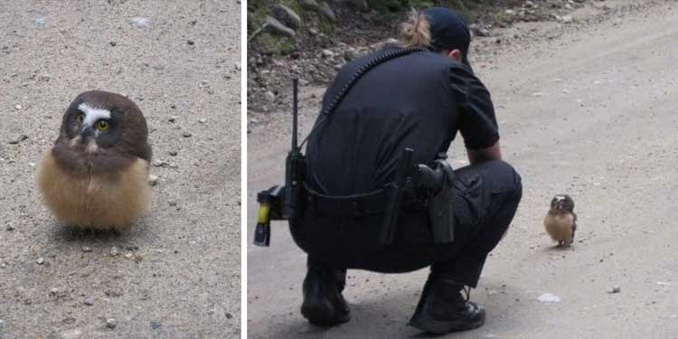 Police conversation baby owl