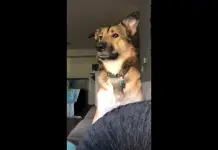 pup not allowed to bark