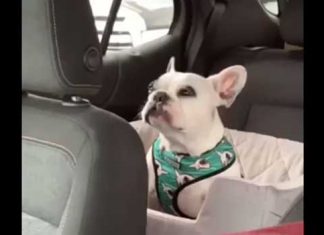 Puppy throwing a tantrum in the traffic