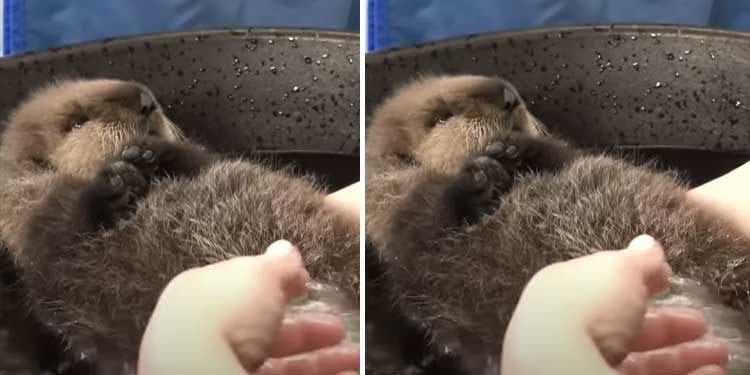 baby-otter swimming