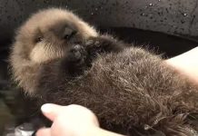 baby-otter water