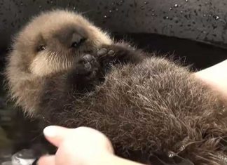 baby-otter water