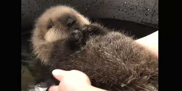 baby-otter water