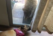 bear and dog staring at the door