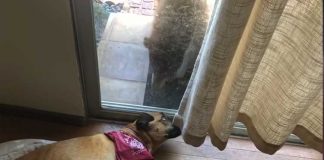 bear and dog staring at the door
