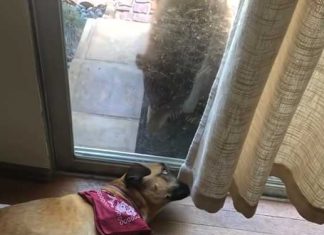bear and dog staring at the door