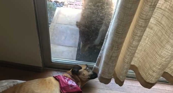 bear and dog staring at the door