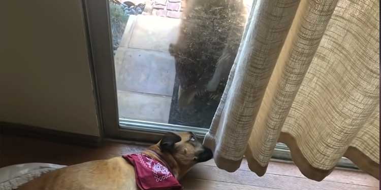 bear and dog staring at the door