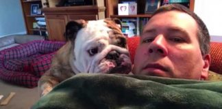 bulldog-throws-a-temper