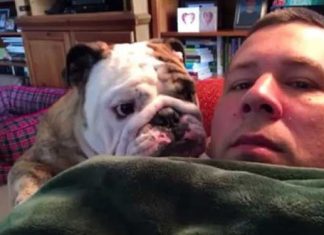 bulldog-throws-a-temper