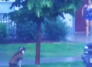 dog-in-thunderstorm-saved