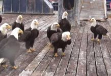 eagles feed