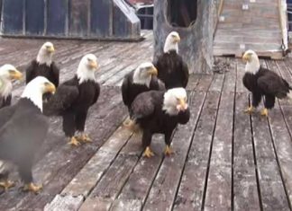 eagles feed