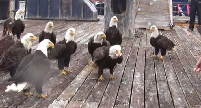 eagles feed