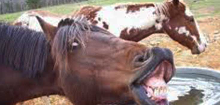 funny horse