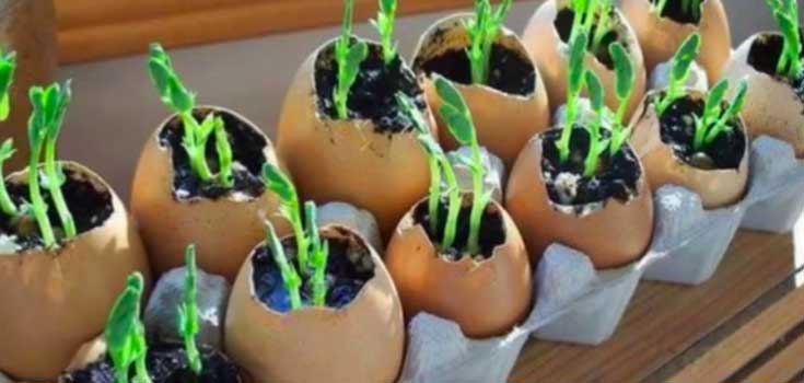 garden eggshells hack