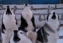 huskies-wake-their-neighbors