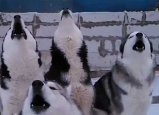 huskies-wake-their-neighbors