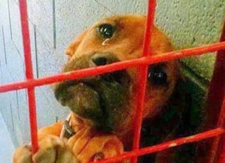 last-photo-of-shelter-dog