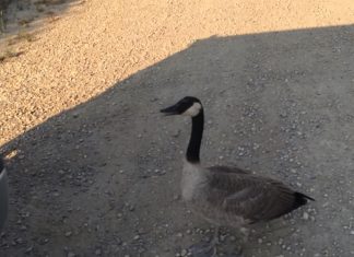 lead goose to water