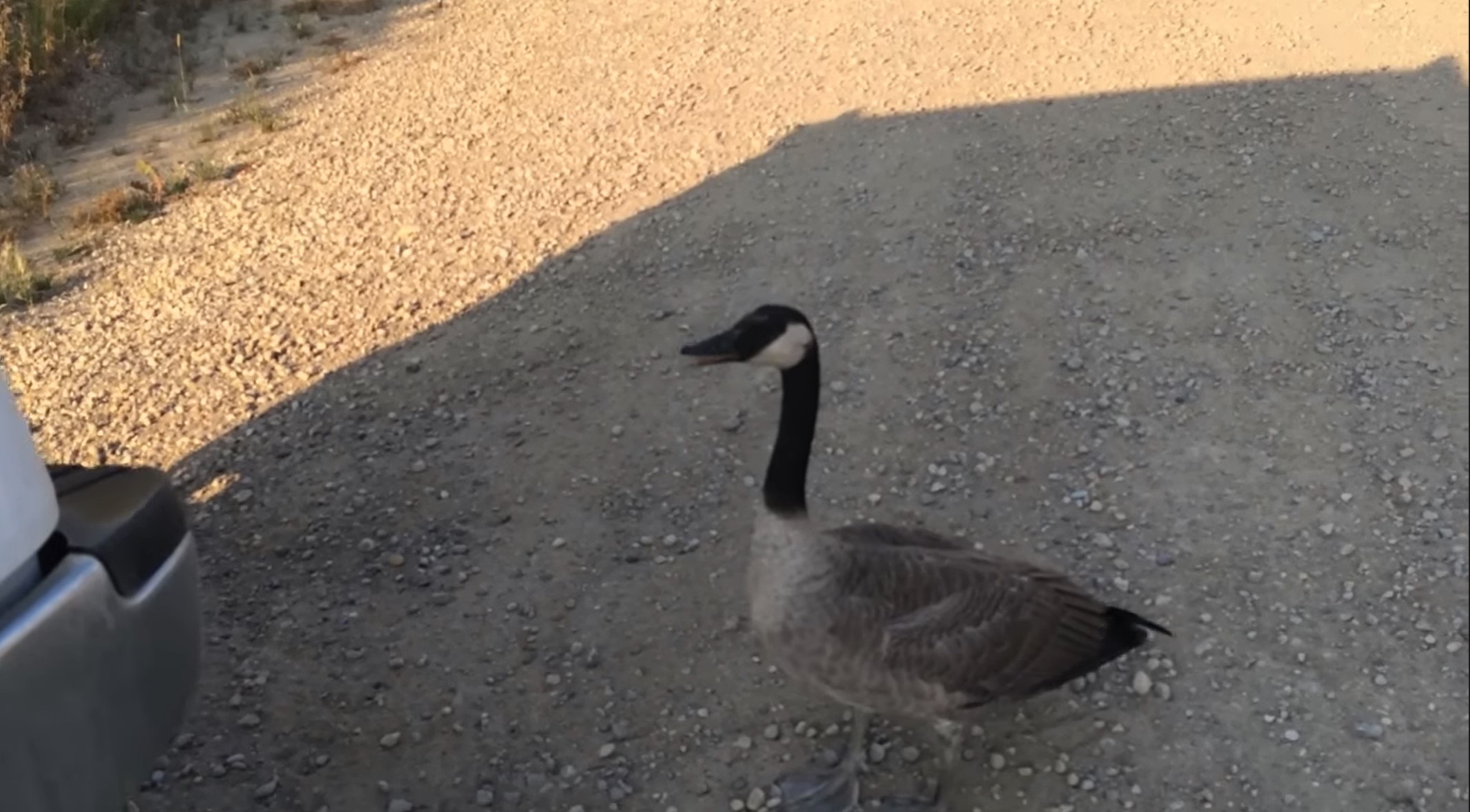 lead goose to water