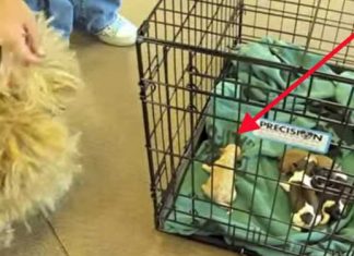 mom reunites with puppy