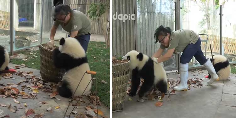 naughty-pandas-play