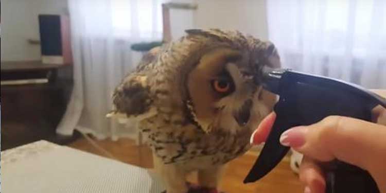 owl-quench-his-thirst
