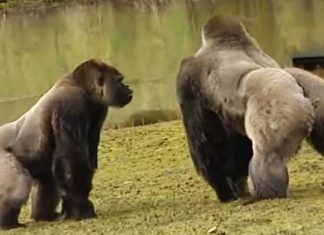 rare-footage-of-gorilla-in-zoo