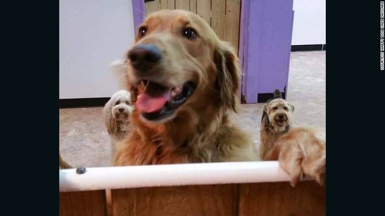 riley-the-dog-funny