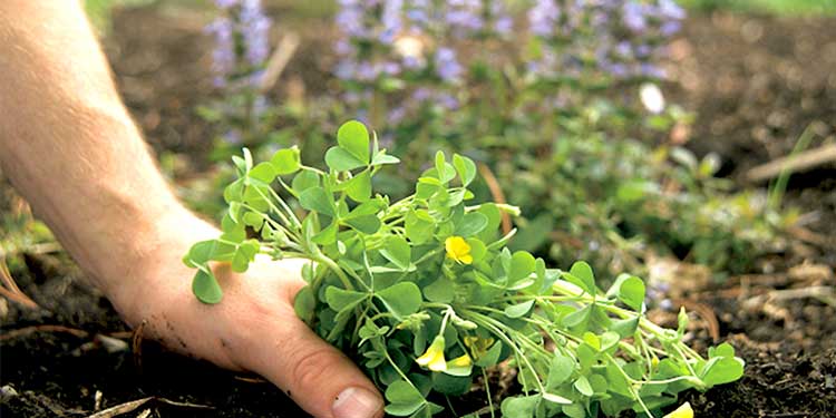 weeds on garden