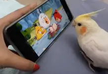 Birb watching Angry birds