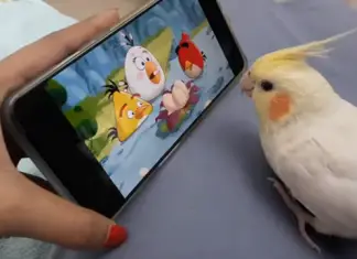 Birb watching Angry birds