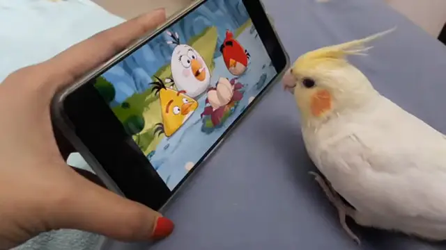 Birb watching Angry birds