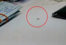 Diamond-stealing ant