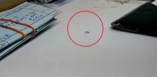 Diamond-stealing ant