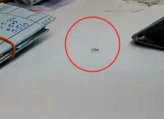Diamond-stealing ant