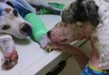 Dog comfirt rescue dog