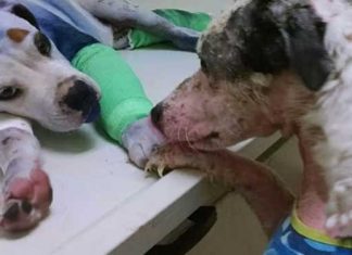 Dog comfirt rescue dog