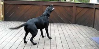 Dog's dream comes true