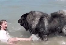 Fluffy Dog on water