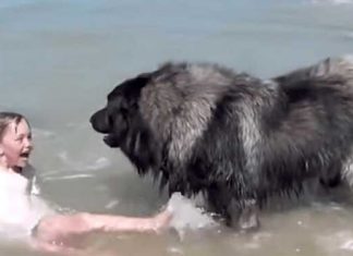Fluffy Dog on water