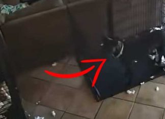 GHOST TAKE A DOG'S COLLAR OFF