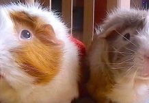 Guinea Pigs pumpkin spice latte