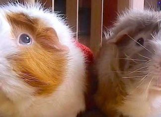 Guinea Pigs pumpkin spice latte