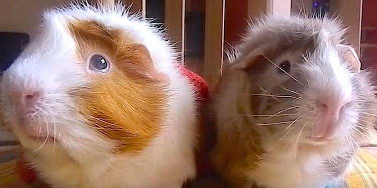 Guinea Pigs pumpkin spice latte