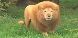 Lion-Was-Bored